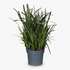Carex morrowii ‘Ice Dance’ – Herba del Japó panellada - Verdeia - 8