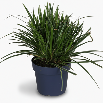 Carex morrowii ‘Ice Dance’ – Herbe du Japon panachée - Verdeia