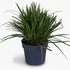 Carex morrowii ‘Ice Dance’ – Herbe du Japon panachée - Verdeia