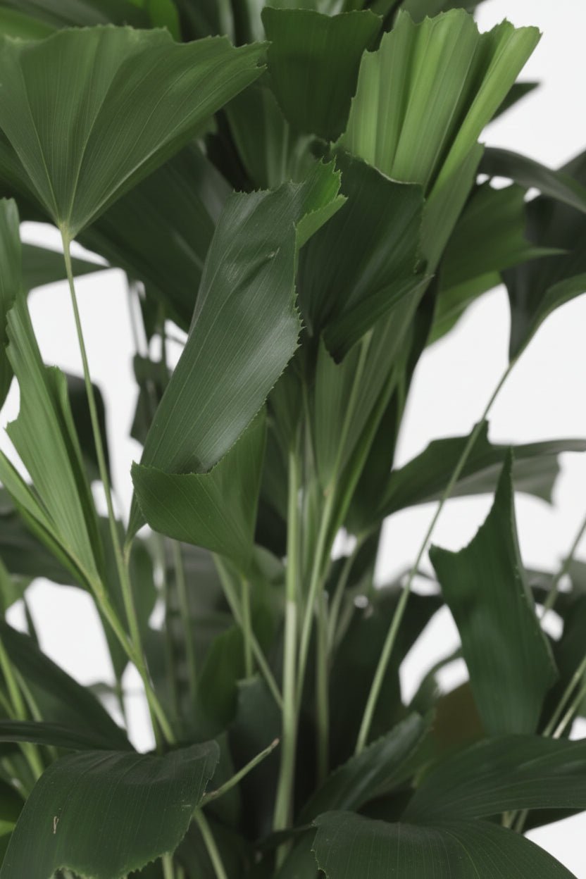 Caryota Mitis — Palma cola de pez — Ø24 cm — H120 cm - Verdeia - 2