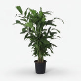 Caryota Mitis — Palma cola de pez — Ø24 cm — H120 cm - Verdeia - 1