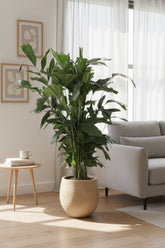 Caryota Mitis — Palma cola de pez — Ø24 cm — H120 cm - Verdeia - 3