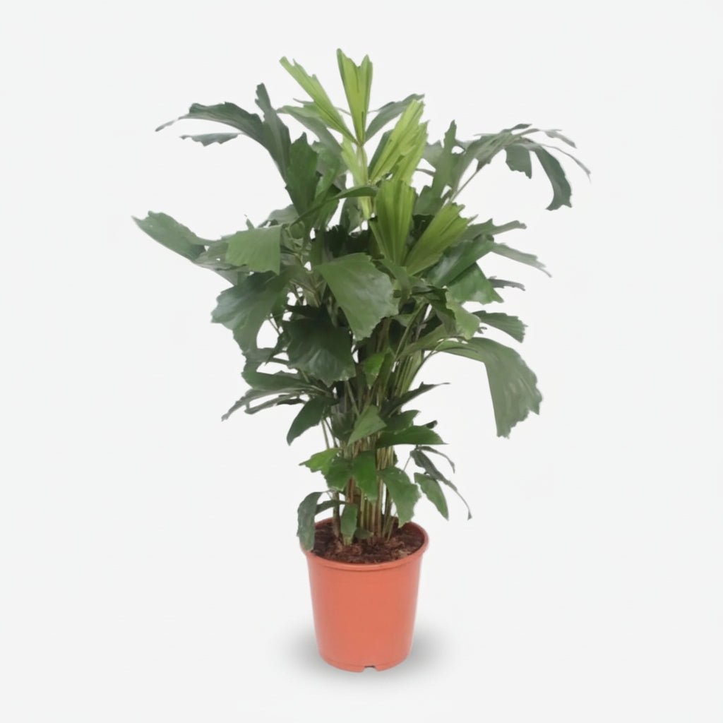 Caryota Mitis (Palma cola de pez) - Verdeia - 6
