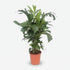 Caryota Mitis (Palma cola de pez) - Verdeia - 6
