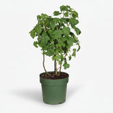 Cassissier Little Black Sugar Bio en su maceta de cultivo sobre fondo blanco