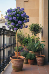 Ceanothus impressus &
