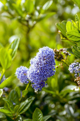 Ceanothus impressus &