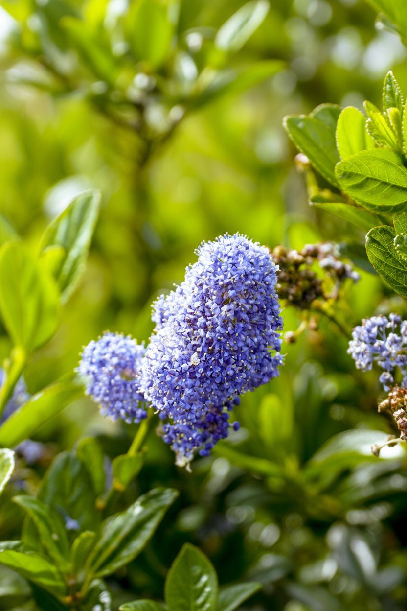 Ceanothus impressus &