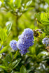 Ceanothus impressus &