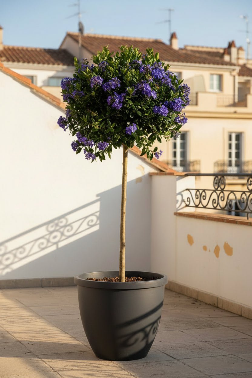 Ceanothus impressus &