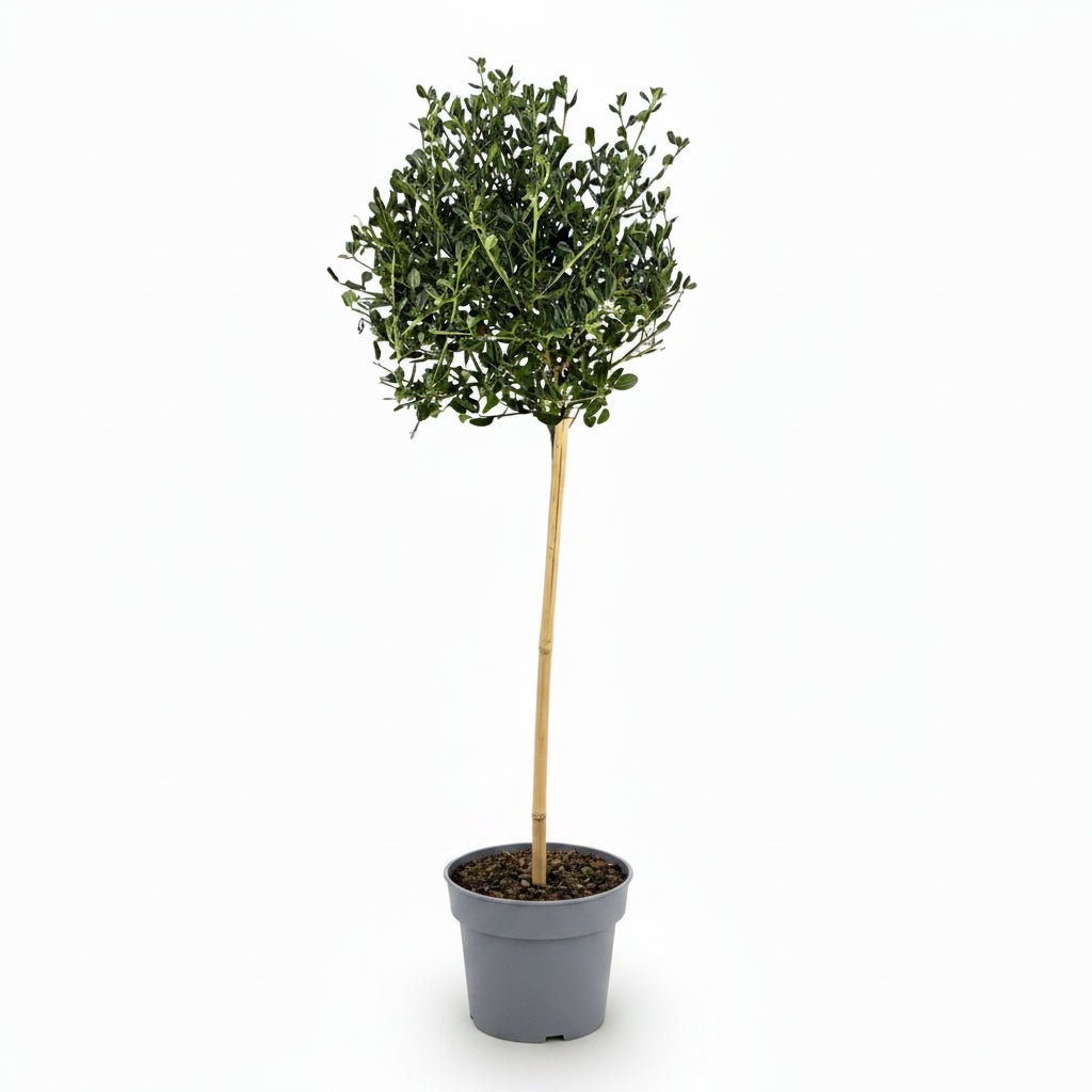 Ceanothus impressus &