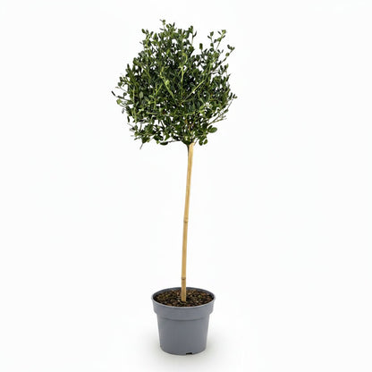 Ceanothus impressus &