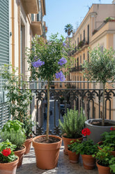 Ceanothus thyrsiflorus &
