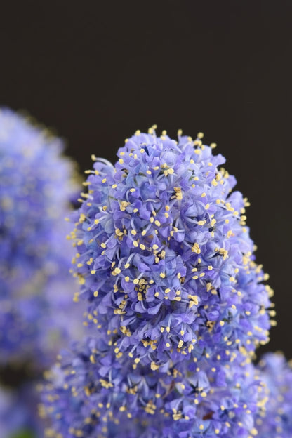 Ceanothus thyrsiflorus &