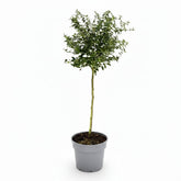 Ceanothus thyrsiflorus &
