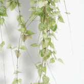 Ceropegia linearis ‘Iris’ Ø14 cm — H38 cm - Verdeia - 2