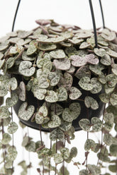 Ceropegia woodii &