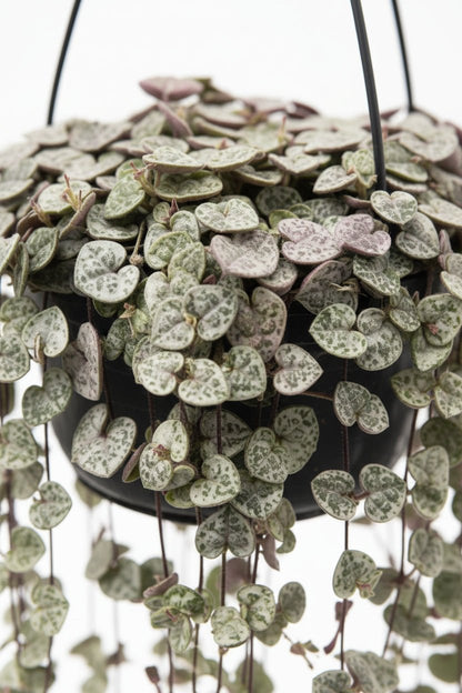 Ceropegia woodii &
