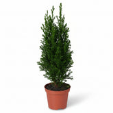 Chamaecyparis lawsoniana ‘Ellwoodii’ Ø9 cm — H35 cm - Verdeia - 1