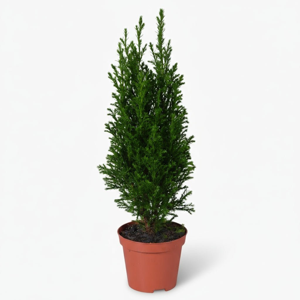 Chamaecyparis lawsoniana ‘Ellwoodii’ Ø9 cm — H35 cm - Verdeia