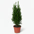 Chamaecyparis lawsoniana ‘Ellwoodii’ Ø9 cm — H35 cm - Verdeia