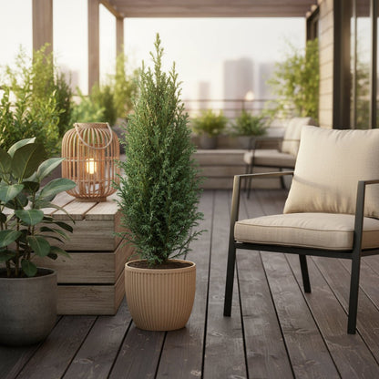 Chamaecyparis lawsoniana ‘Ellwoodii’ Ø9 cm — H35 cm - Verdeia