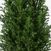 Chamaecyparis lawsoniana ‘Ellwoodii’ Ø9 cm — H35 cm - Verdeia - 2