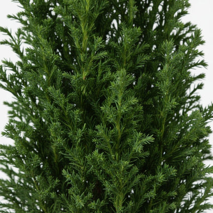 Chamaecyparis lawsoniana ‘Ellwoodii’ Ø9 cm — H35 cm - Verdeia