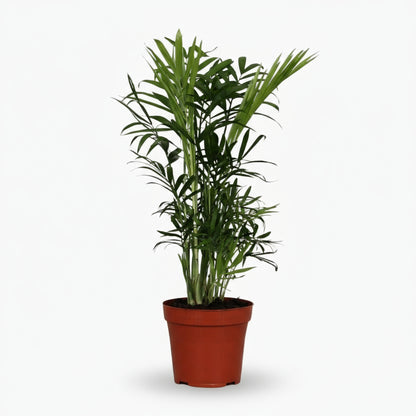 Chamaedorea Elegans – Palmier de montagne mexicain - Verdeia