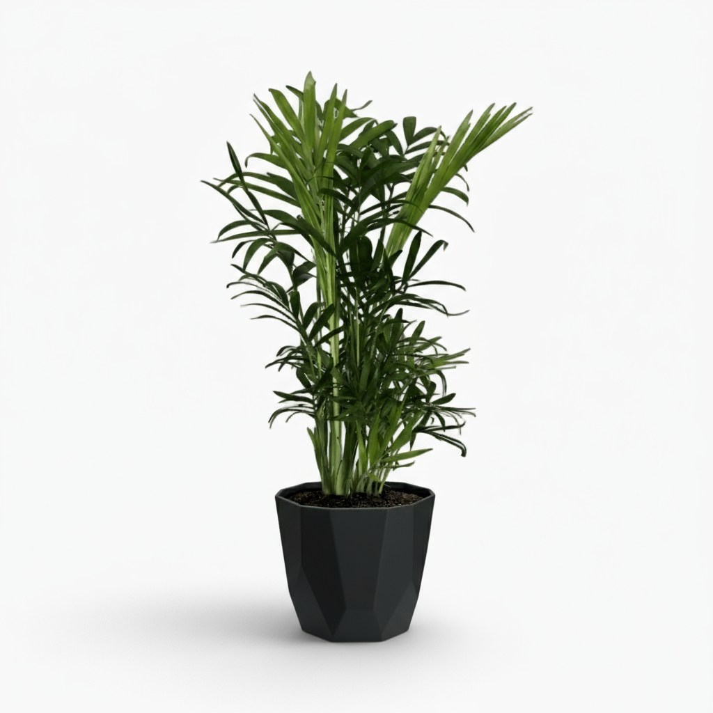 Chamaedorea Elegans – Palmier de montagne mexicain - Verdeia