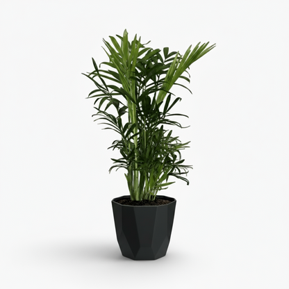 Chamaedorea Elegans – Palmier de montagne mexicain - Verdeia