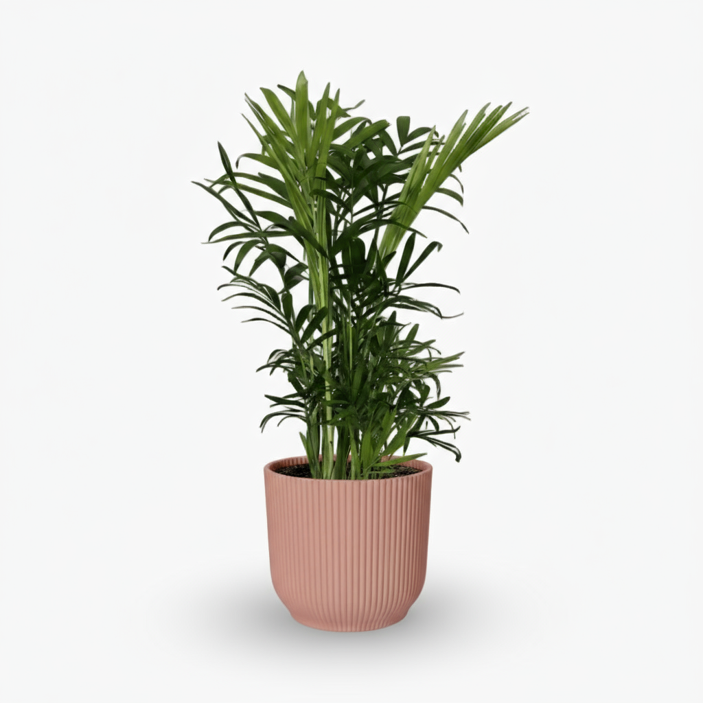 Chamaedorea Elegans – Palmier de montagne mexicain - Verdeia