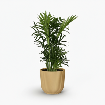 Chamaedorea Elegans – Palmier de montagne mexicain - Verdeia