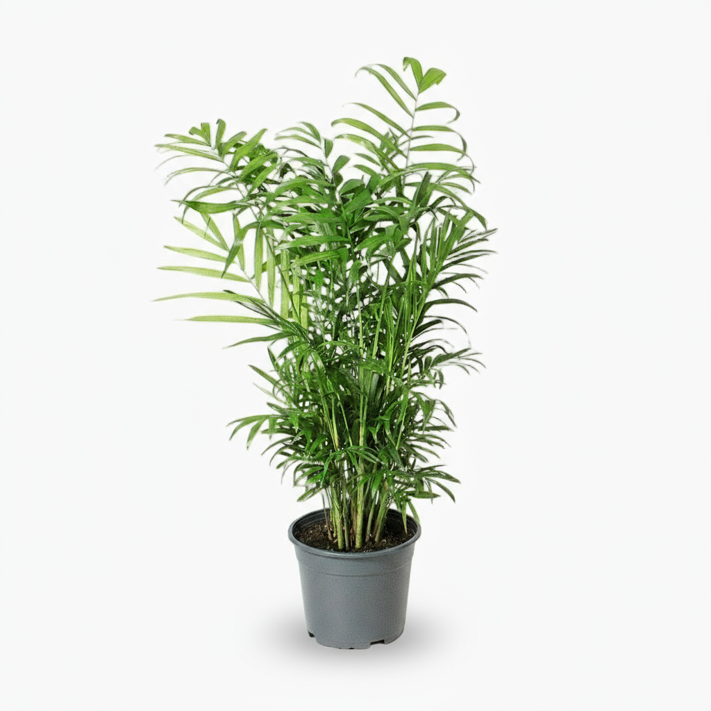 Chamaedorea Elegans – Palmier de montagne mexicain - Verdeia