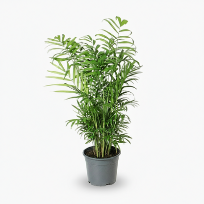 Chamaedorea Elegans – Palmier de montagne mexicain - Verdeia