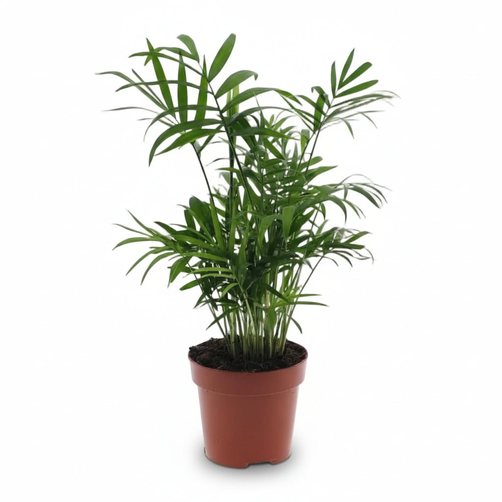 Chamaedorea elegans (Chamedora wytworna) - Verdeia - 6