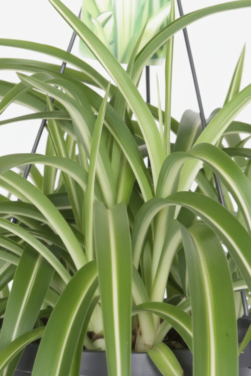 Chlorophytum comosum Bonnie (Plante araignée bouclée) - H35 cm | Pot Ø17 cm - Verdeia - 2