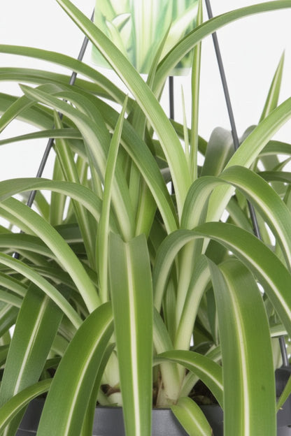Chlorophytum comosum Bonnie (Plante araignée bouclée) - H35 cm | Pot Ø17 cm - Verdeia - 2