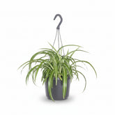 Chlorophytum comosum Bonnie (Plante araignée bouclée) - H35 cm | Pot Ø17 cm - Verdeia - 1