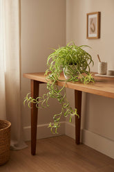 Chlorophytum comosum &