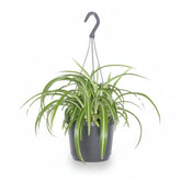 Chlorophytum comosum &