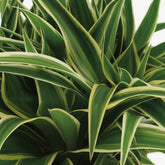 chlorophytum comosum ocean Chlorophytum 'Ocean' — Graphic Spider Plant