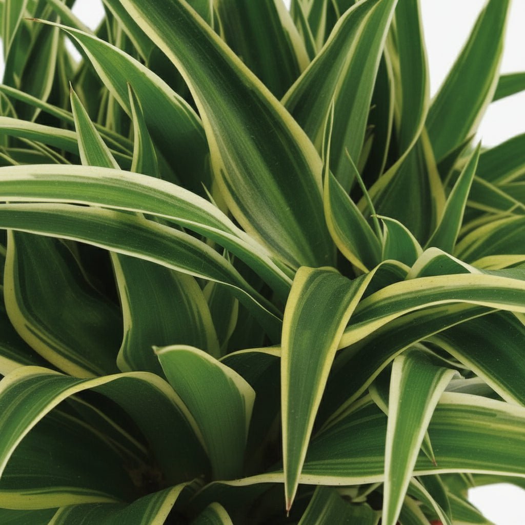 Chlorophytum comosum ‘Ocean’ — Spider plant — D15 x H25 cm - Verdeia - 2