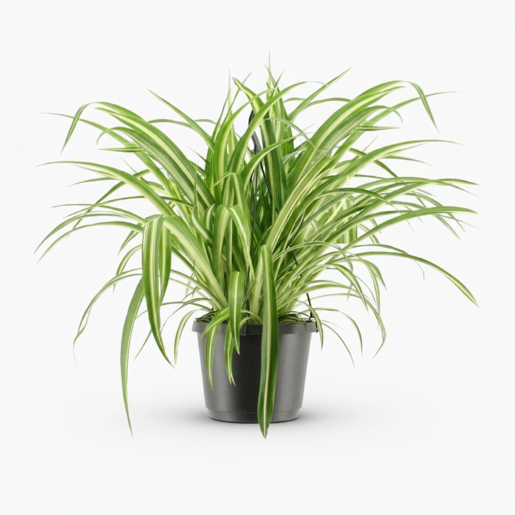 Chlorophytum comosum ‘Variegatum’ — Pstra zielistka - Verdeia - 6