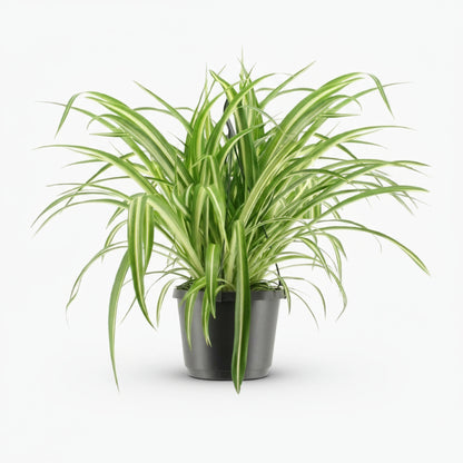 Chlorophytum comosum Variegatum – Plante araignée panachée - Verdeia