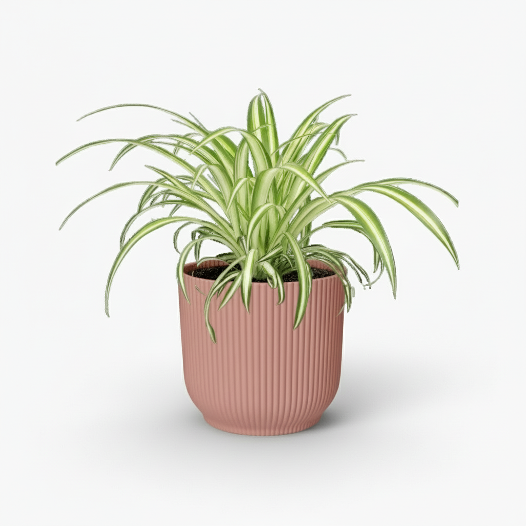 Chlorophytum comosum Variegatum – Plante araignée panachée - Verdeia