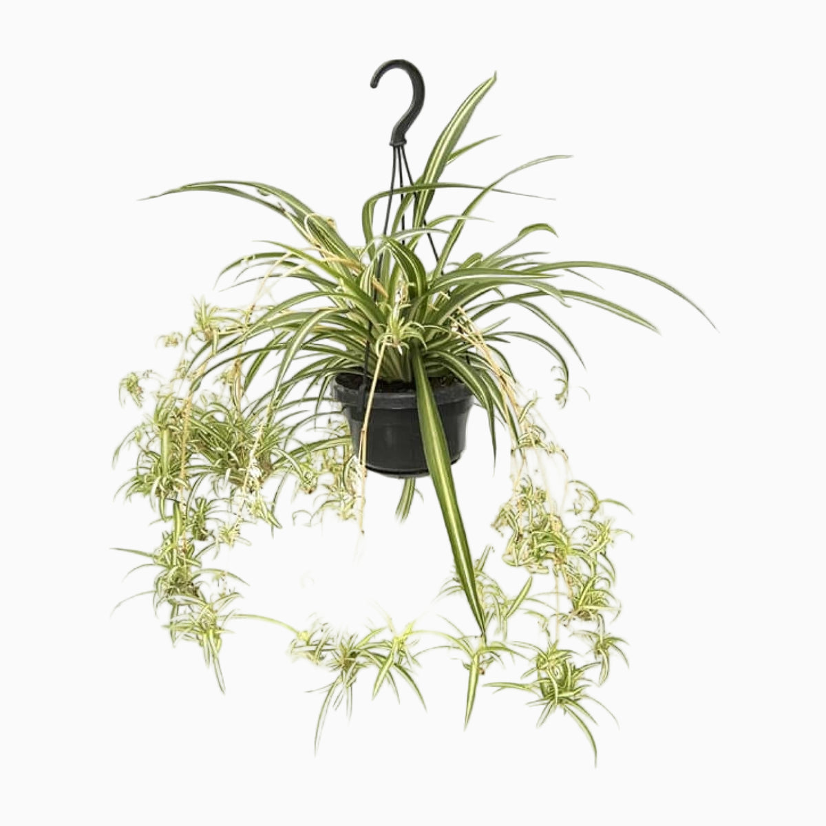 Chlorophytum comosum ‘Variegatum’ — Pstra zielistka - Verdeia - 5