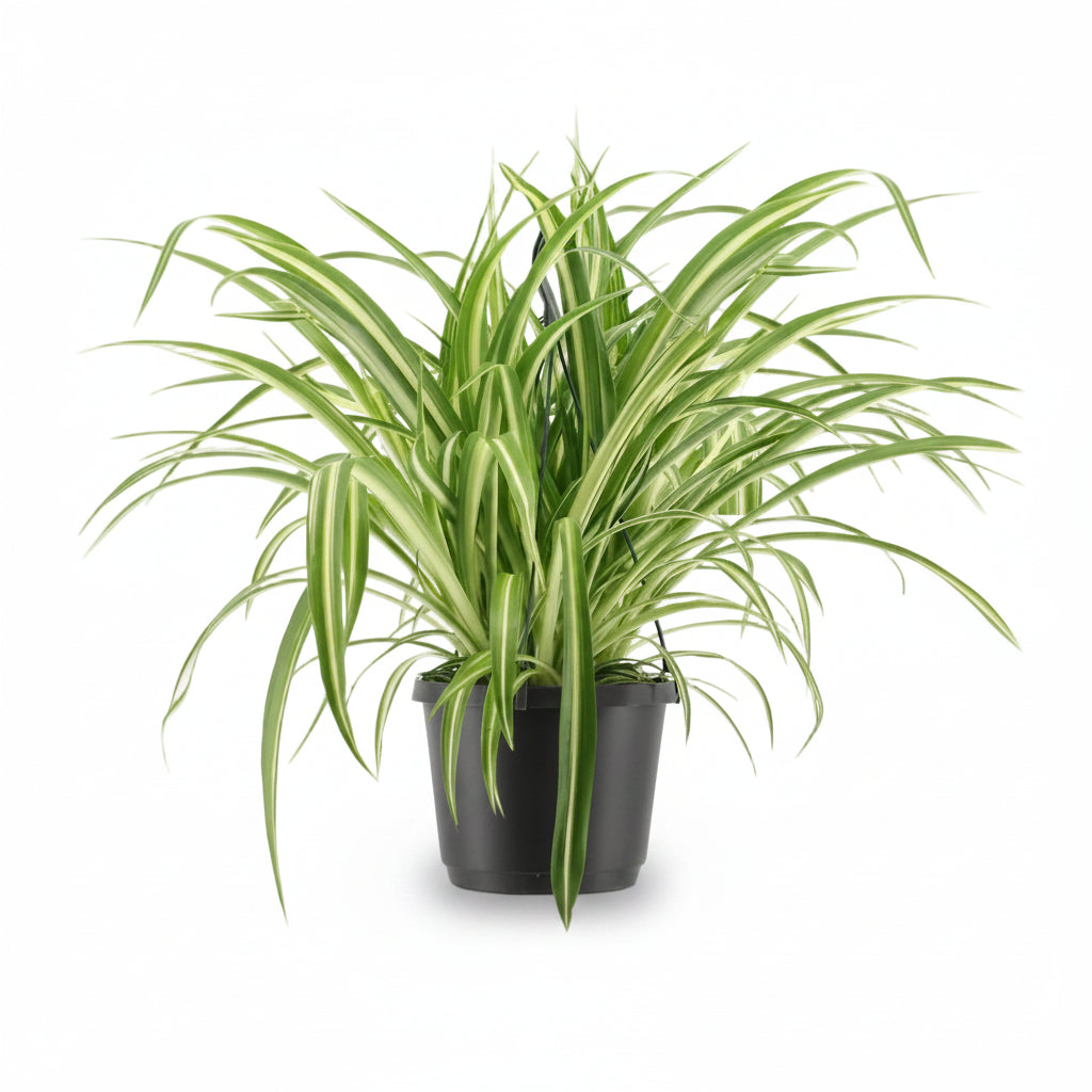 Chlorophytum Variegatum – Buntes Grünlilien-Pflanze