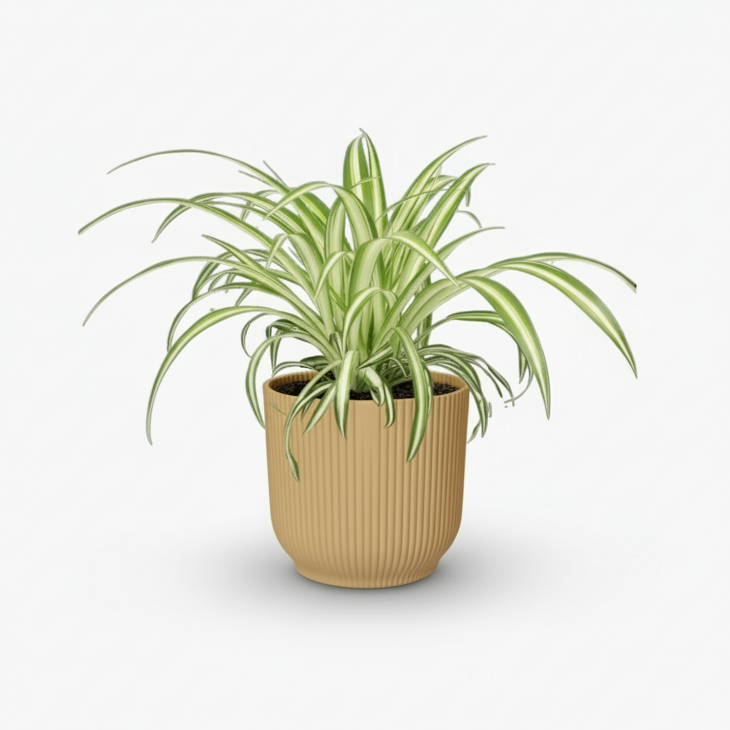 Chlorophytum comosum Variegatum – Plante araignée panachée - Verdeia