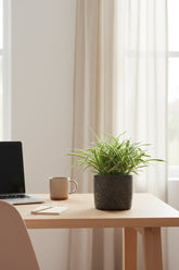 Chlorophytum &
